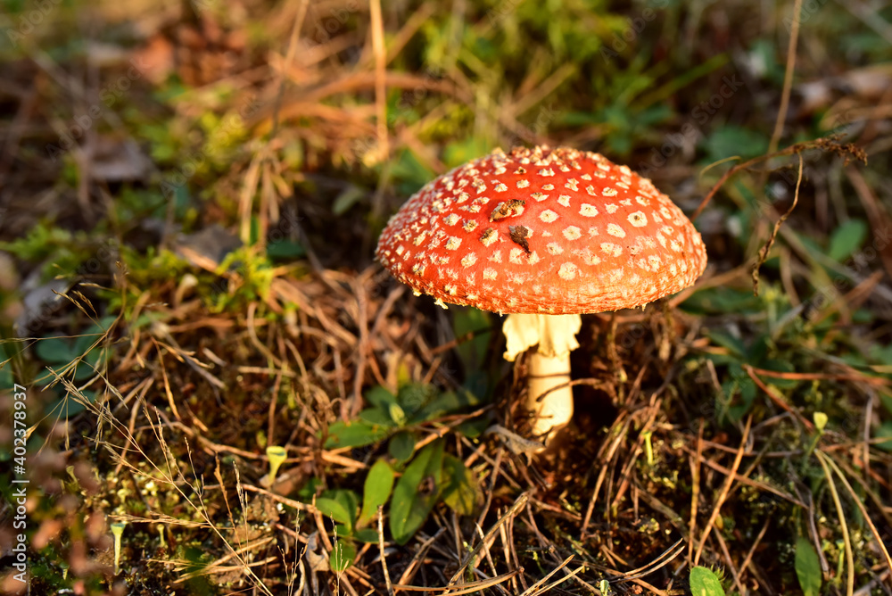 Red mushroom amanita toxic, also called panther cap. False blusher amanita mushroom in the forest against the background of green vegetation Red mushroom amanita toxic, also called panther cap. False blusher amanita mushroom in the forest against the background of green vegetation
