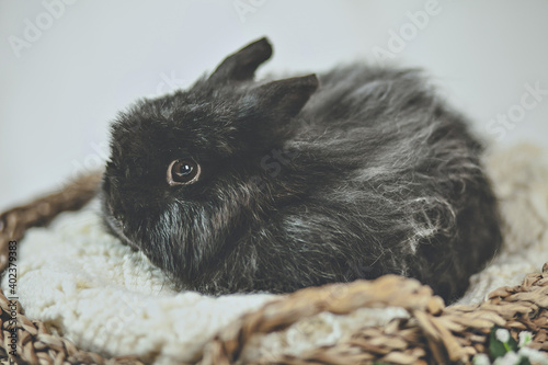 jersey wooly bunny