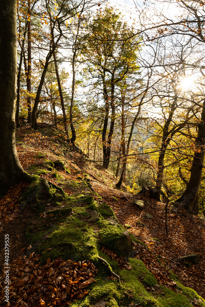 Fototapeta premium Bäume