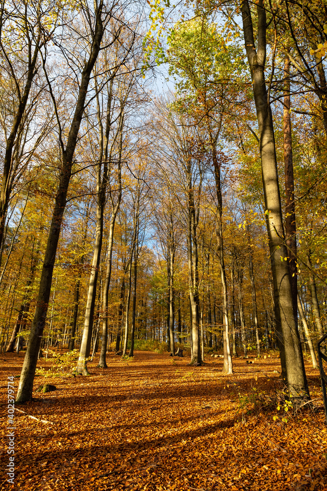 Obraz premium Bäume