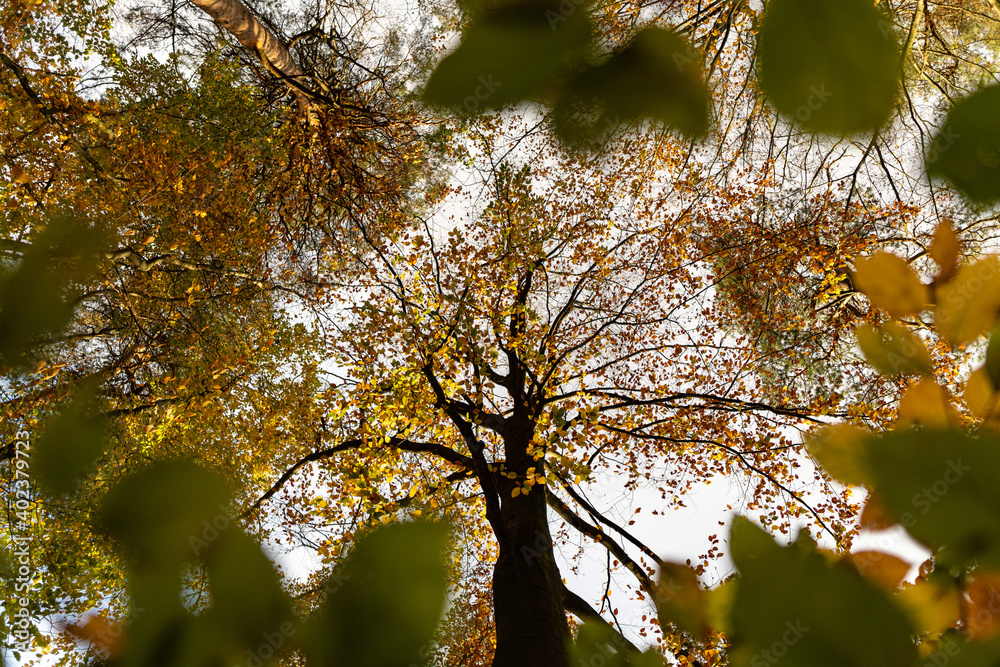 Obraz premium Bäume