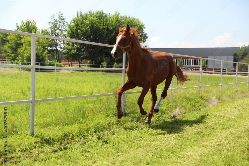 Chestnut horse in paddock on sunny day. Beautiful pet Chestnut horse in paddock on sunny day. Beautiful pet