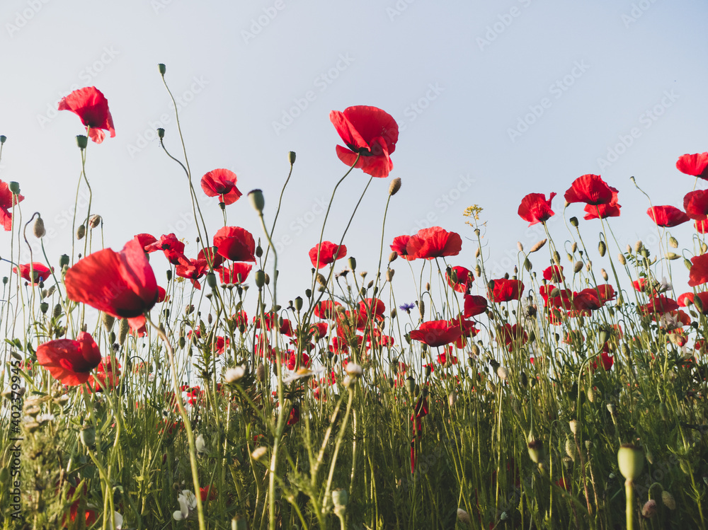 Obraz premium Spring field of poppies