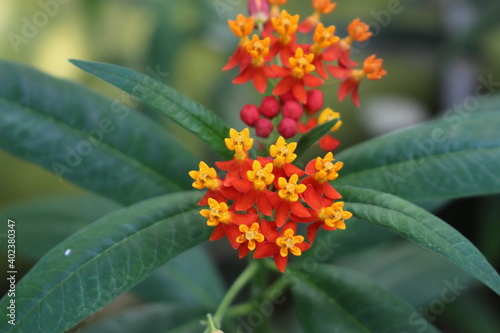 Yellow and red 