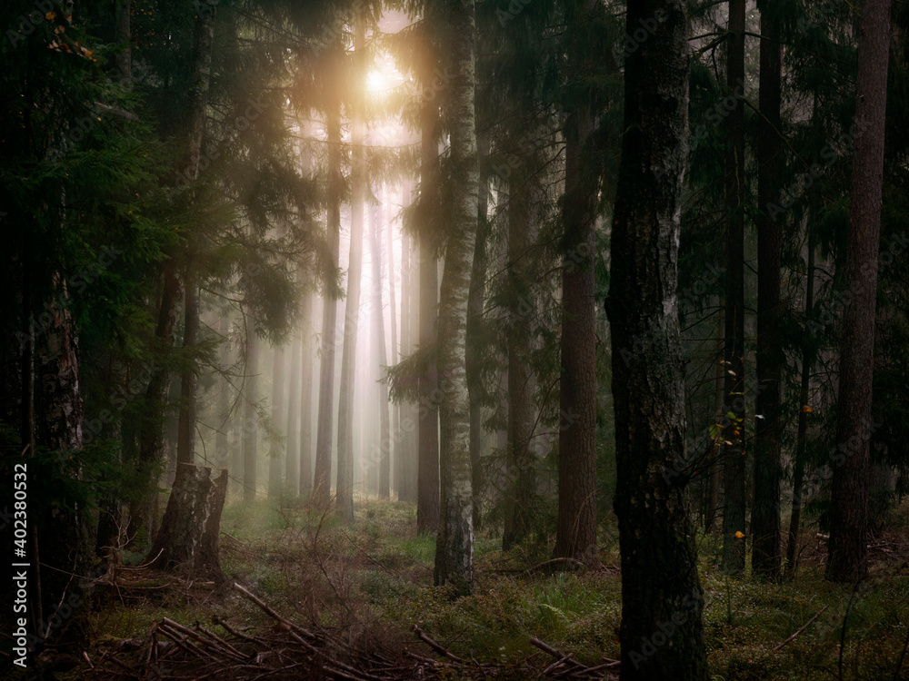 Fototapeta premium Forest in the fog