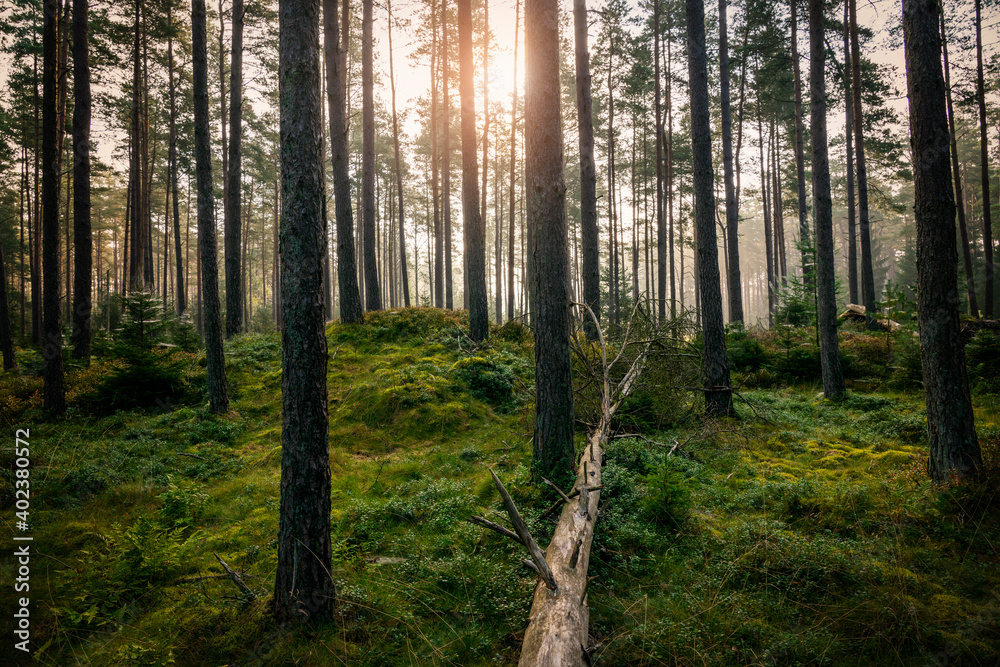 Naklejka premium Morning in the forest