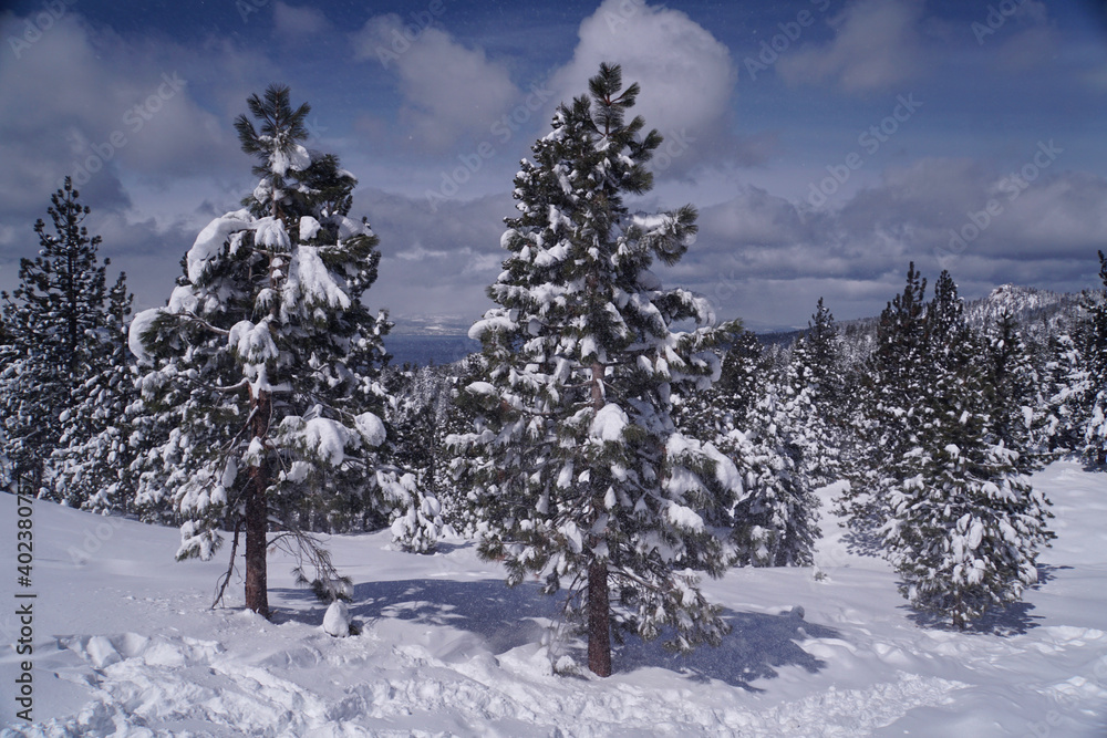 Obraz premium Pretty winter landscape scene of snow covered trees in a meadow, with a lake in the background