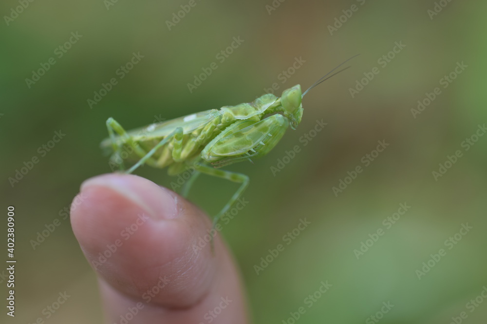 praying mantis on a finger praying mantis on a finger