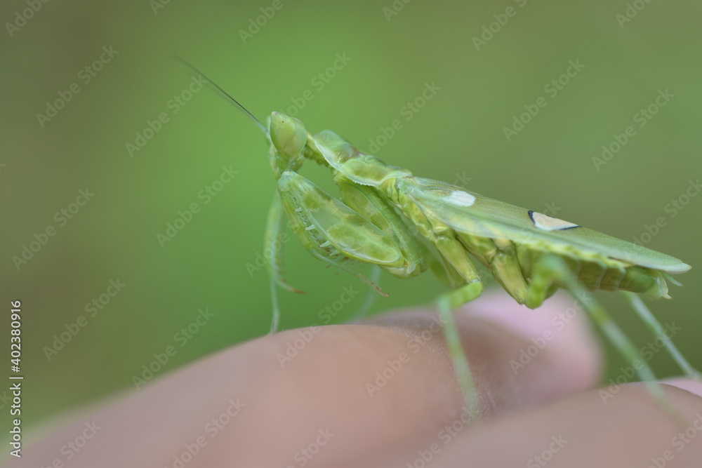 Fototapeta premium praying mantis on a finger
