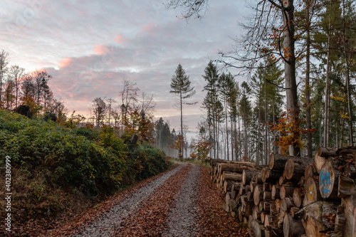 Nebelwald