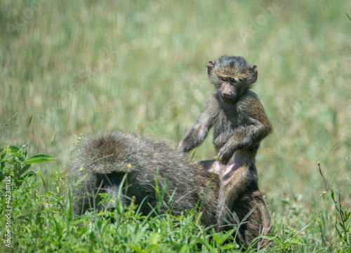 Baboon Baby on Mother's Back