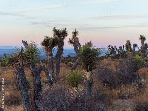 Joshua Tree forest at Magic Hour