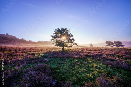 Sunrise behind a tree