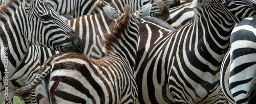 Fototapeta Naklejka Na Ścianę i Meble -  Zebra Patterns
