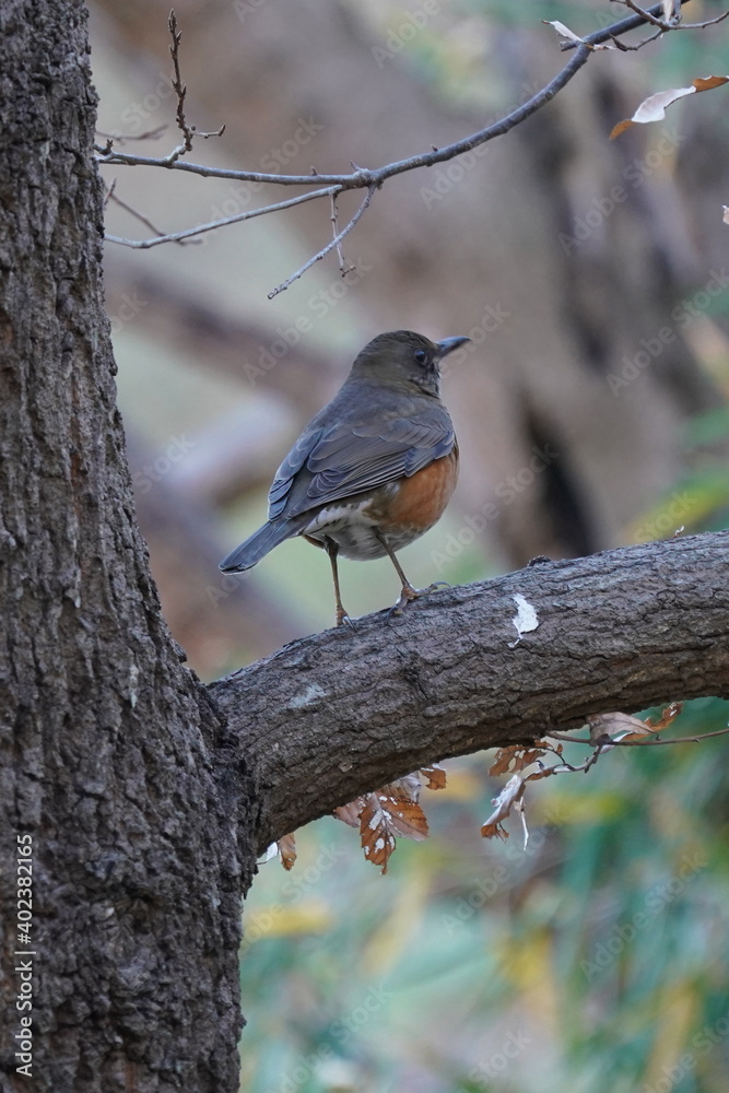 brown headed thrush on the branch brown headed thrush on the branch