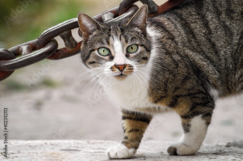 Fotografie Gatto Croato