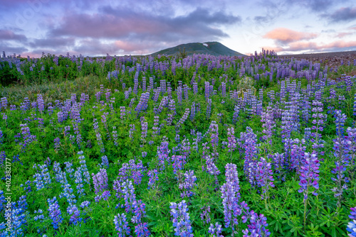 Flowers in the mountains - Iceland