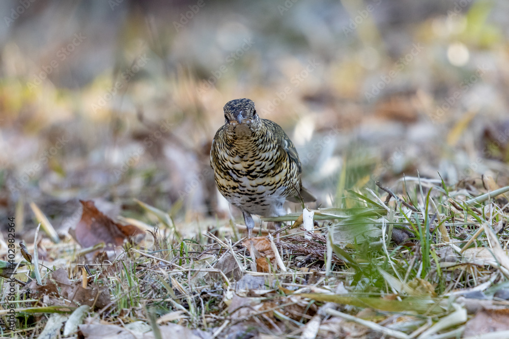 Fototapeta premium トラツグミ