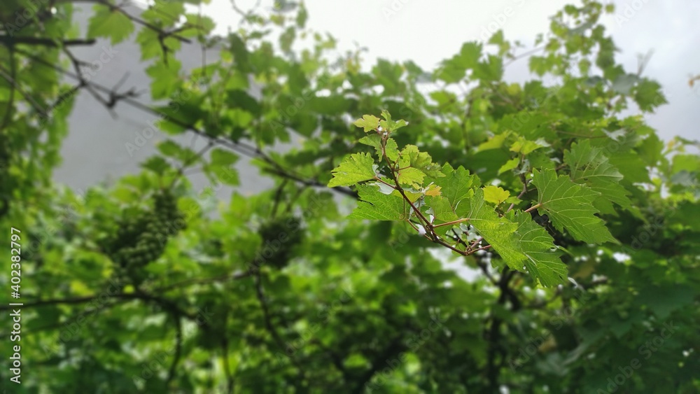 Fototapeta premium green leaves in spring