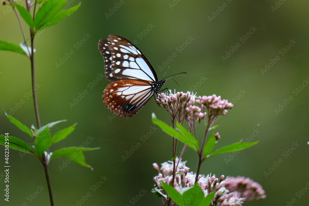Obraz premium フジバカマを吸蜜するアサギマダラ