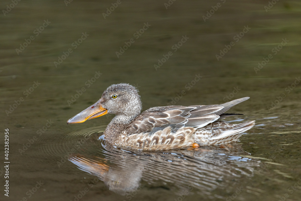 Fototapeta premium ハシビロガモ