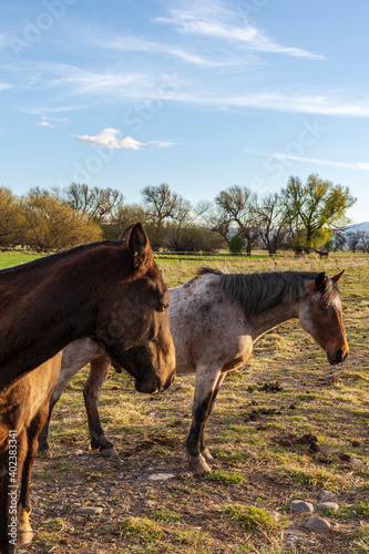 Fototapeta Naklejka Na Ścianę i Meble -  Close-up view of horses in the meadow, Patagonia, Argentina