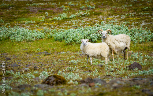 sheep in the mountains. Icelandic sheep