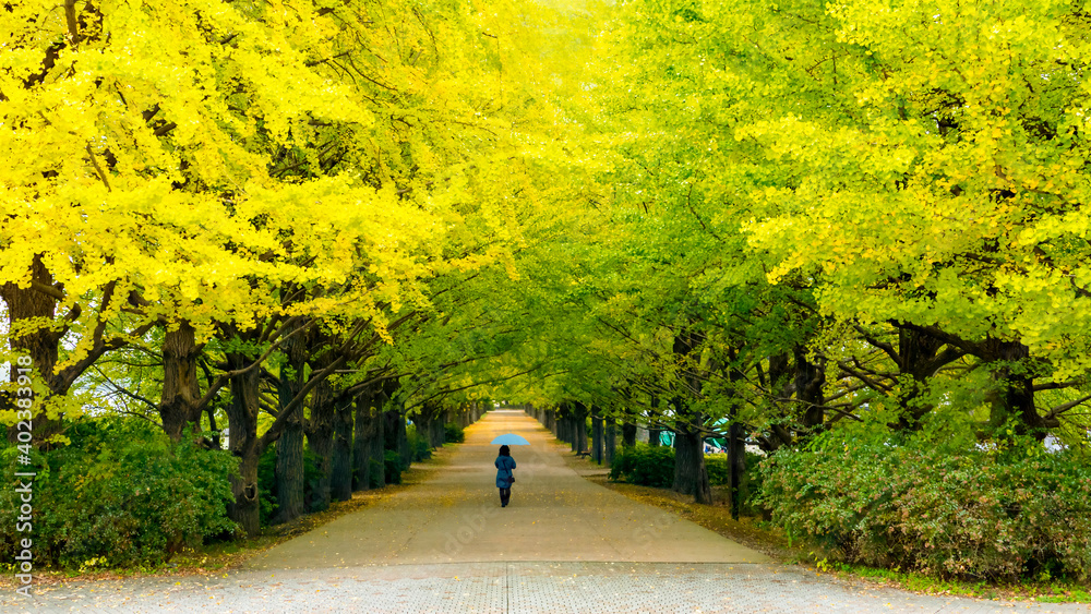 street nearby Meiji Jingu Gaien that has beautiful Ginkgo along the lenght of the street street nearby Meiji Jingu Gaien that has beautiful Ginkgo along the lenght of the street