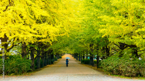 street nearby Meiji Jingu Gaien that has beautiful Ginkgo along the lenght of the street