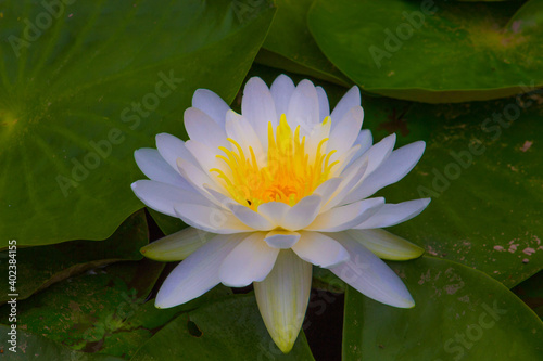 white water lily