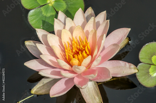 pink water lily