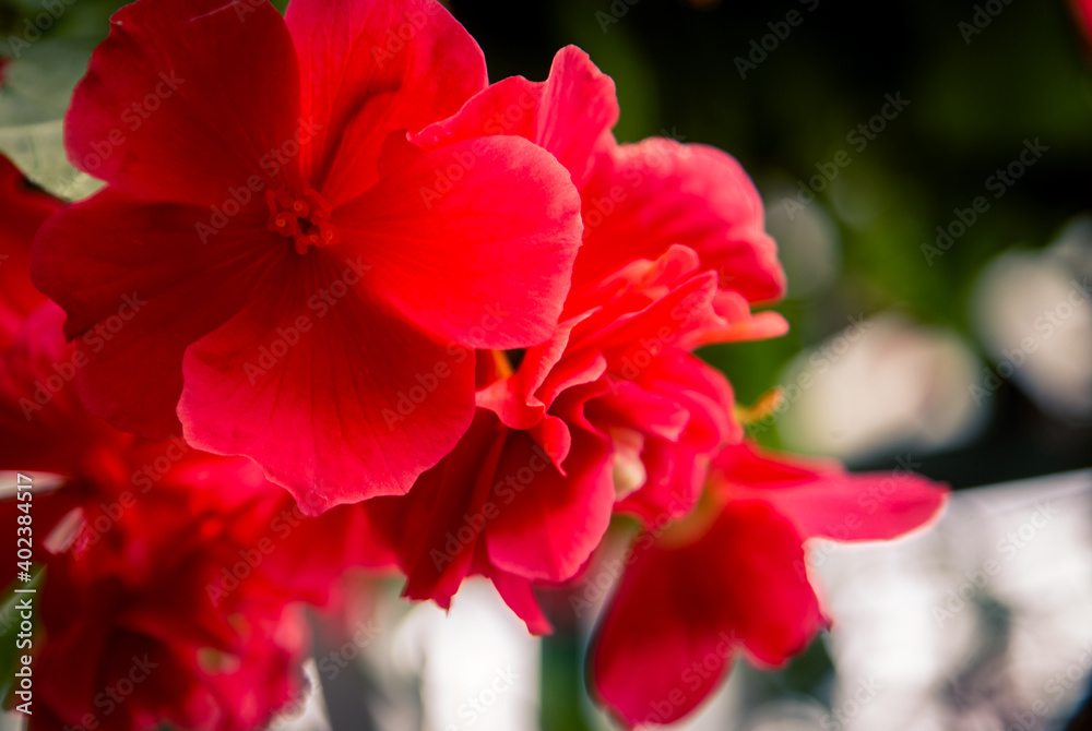bright red blooming impatiens
