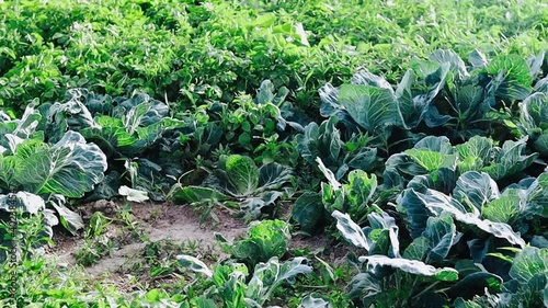 growing cabbage in the garden, weeds among cabbage leaves.