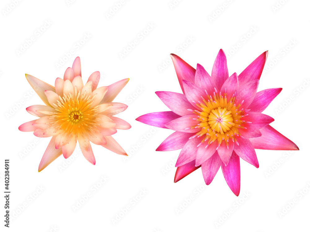 Beautiful pink lotus flower isolated on white Beautiful pink lotus flower isolated on white