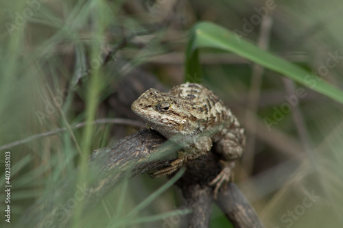 A Western Fence Lizard resting a park bush