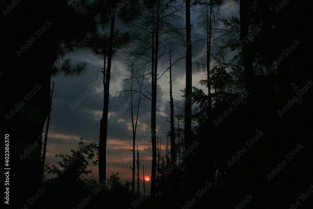 Fototapeta premium Wonderful sunrise and silhouette tree in the forest