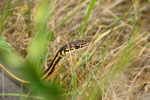 A California Garter Snake peeking its head out among the grass trail side in a San Francisco Bay Area Park