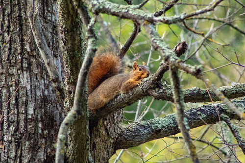 A Fox Squirrel making the rounds in the tree tops © Robert