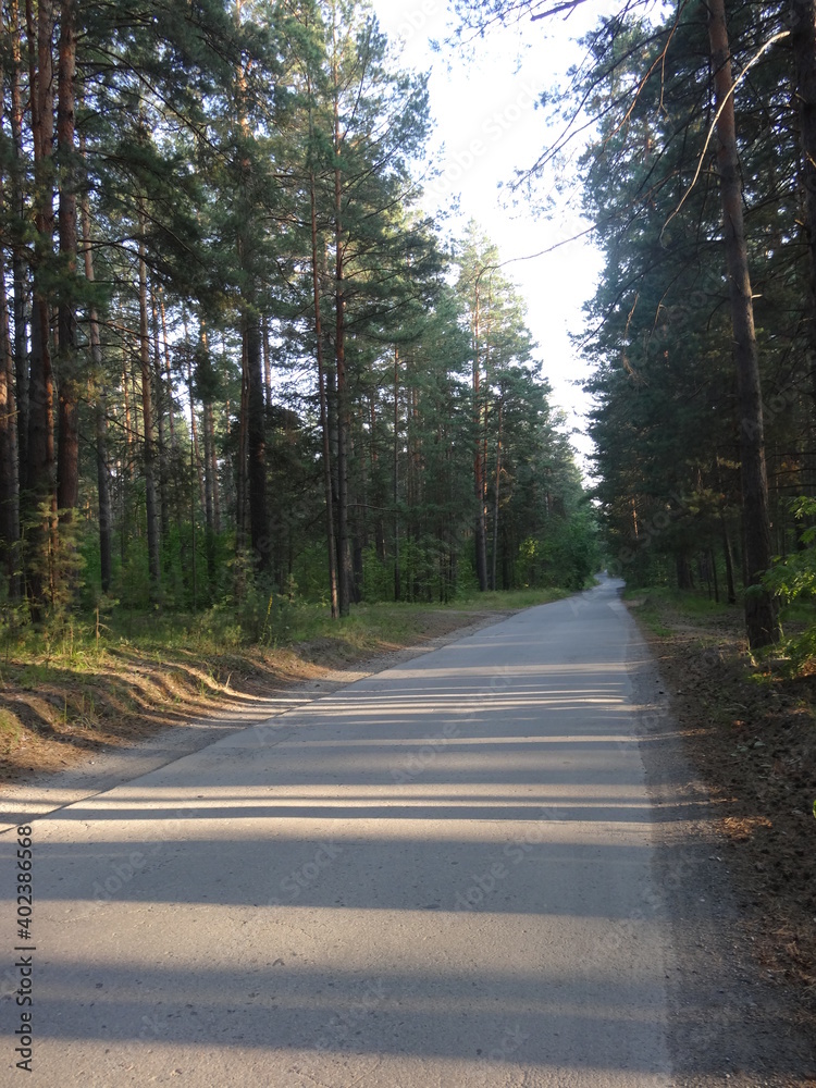 Obraz premium tree shadows on the road