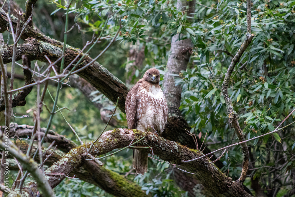 A Red Tailed Hawk in a San Francisco Bay Are Park A Red Tailed Hawk in a San Francisco Bay Are Park
