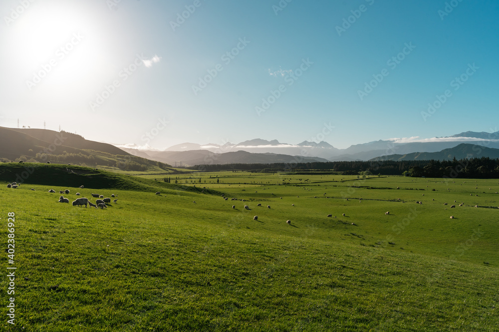Farmland full of sheep with hills and mountains on a clear sunny day