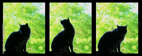 Fotografie Abstract triptych - Cat silhouetted against green foliage through a window scree