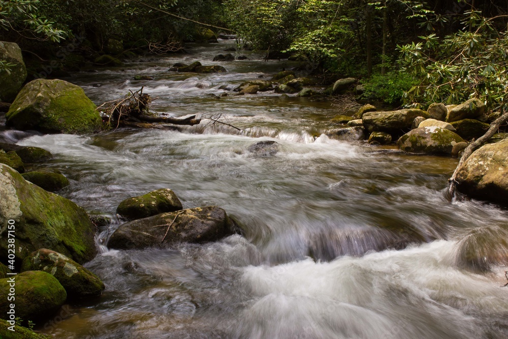 river in the forest river in the forest
