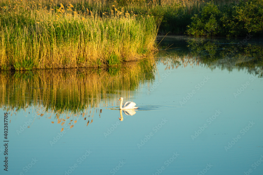 white swan on the lake