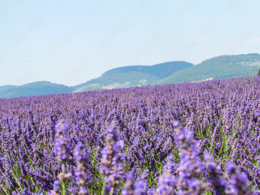 Landscape view of Lavender field at Sault City, Country of lavender in Provence, France