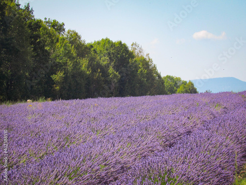 Landscape view of Lavender field at Sault City  Country of lavender in Provence  France