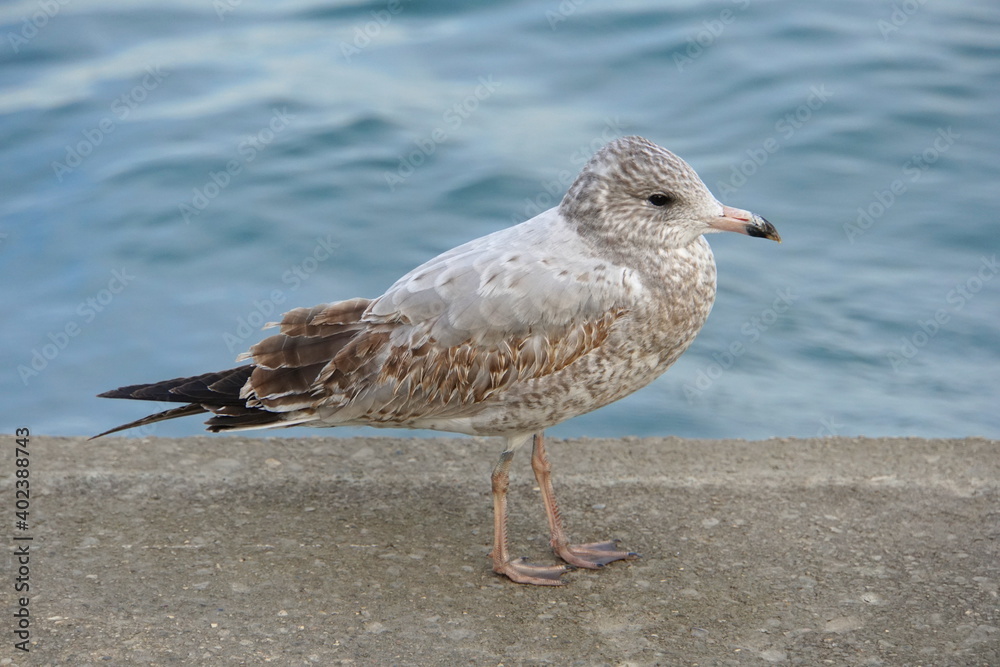 A herring seagull with brown and white feathers A herring seagull with brown and white feathers