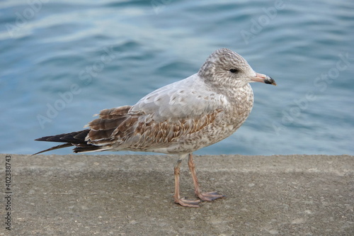A herring seagull with brown and white feathers © K.A