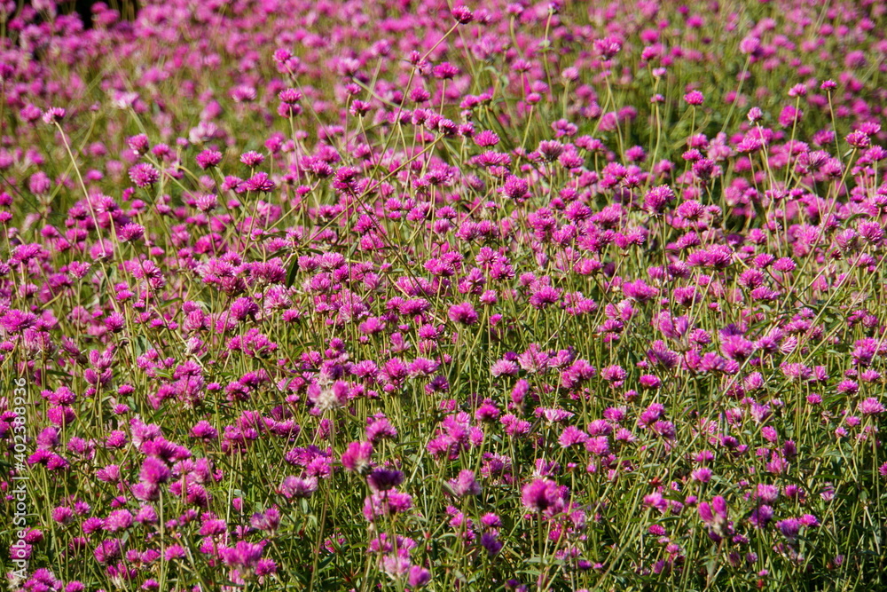 A field of Globe Amaranth purple flowers