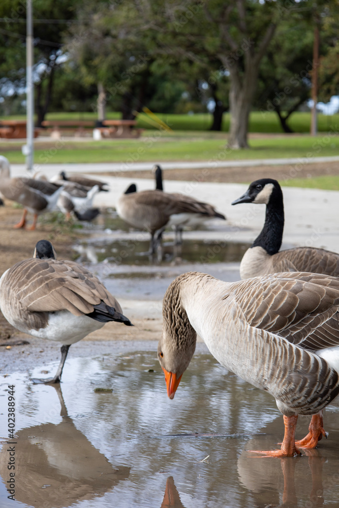 multiple goose hanging around the puddles by the lake at alondra park torrance california 